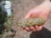 semillon__1_of_1__3.jpg