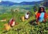tea_plantation.jpg