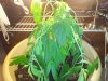 plant (2).jpg