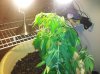 plant.jpg