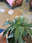 IMG_2776.JPG