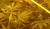 weed1.JPG