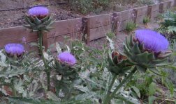 small artichoke blooms 2.jpg small artichoke blooms 2.jpg