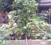 small beans and cucumbers.jpg small beans and cucumbers.jpg