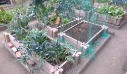 small kale and artichoke beds.jpg small kale and artichoke beds.jpg