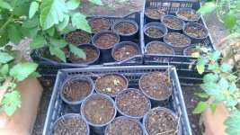 small rabbit manure potting soil.jpg small rabbit manure potting soil.jpg