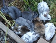 ABBA ZABBA 2020-06 LITTER -small.jpg ABBA ZABBA 2020-06 LITTER -small.jpg