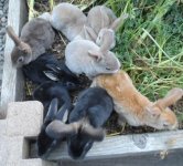 FABULOUS 2020-06 LITTER 1 -small.jpg FABULOUS 2020-06 LITTER 1 -small.jpg