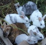 garnet 2020-06 LITTER -small.jpg garnet 2020-06 LITTER -small.jpg