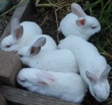 HOSANNA 2020-06 LITTER 2 -small.jpg HOSANNA 2020-06 LITTER 2 -small.jpg