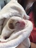 puppy.JPG