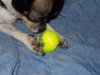 tennisball.jpg