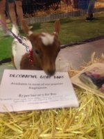 goats at soap.jpg