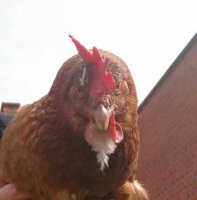Wise old chicken.jpg